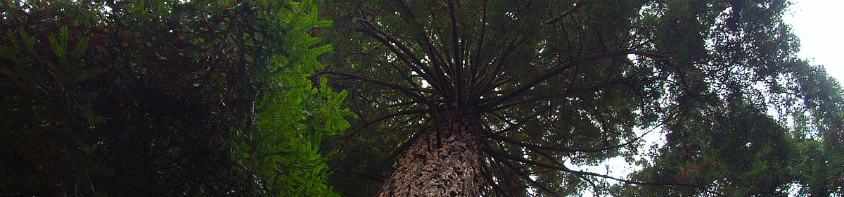 Welcome to Uncle Mark's Basement