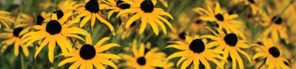 Welcome to Uncle Mark's Basement